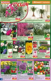 Norma Prospekt woche 37 Seite 10