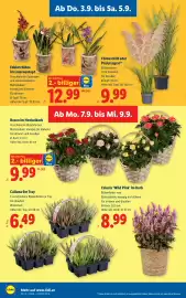 Lidl Flugblatt woche 36 Seite 28