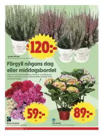 ICA Nära reklamblad vecka 36 Sida 8: Rosor 10-pack €59,00, Ljung Calluna €120,00
