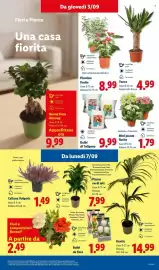 Volantino Lidl settimana 36 Pagina 11: Fiori e composizioni floreali €2,49, Piante Verdi Mix €7,99