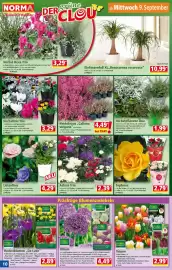 Norma Prospekt woche 37 Seite 10