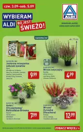 ALDI gazetka tydzień 36 Strona 38: GARDENLINE Aster/Chryzantema/Kalocefalus Browna €7,99