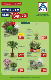 ALDI gazetka tydzień 36 Strona 39: GARDENLINE Fikus Ginseng/Pachira wodna €29,99, Mix 6 jesiennych sadzonek €29,99