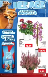 Catalog Kaufland săptămâna 36 Pagină 22: Calluna €9,99, Crizantema mix €12,99