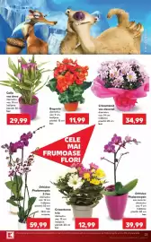 Catalog Kaufland săptămâna 36 Pagină 23: Crizantemă vas decorat €34,99, Begonia €11,99