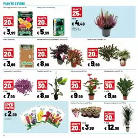 Volantino Iper La Grande Pagina 46: Strelizia €8,99, Kalanchoe Rosalina €3,99