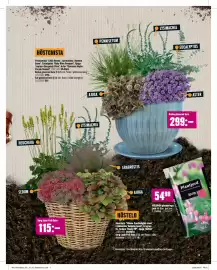 Hornbach reklamblad Sida 19: HÖSTGNISTA €59,90, HÖSTELD €59,90
