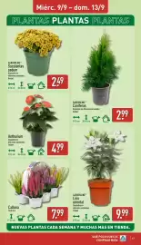 Folleto ALDI semana 37 Página 17: Gardenline lirio oriental €9,99, Gardenline suculentas sedum €2,49
