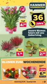 Netto Prospekt woche 37 Seite 35