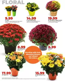 Hy-Vee weekly ad week 36 Page 37: 10 Mumbos in apple basket €19,99, 8 Mum €6,99