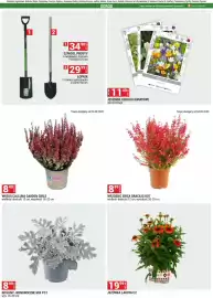 Merkury Market gazetka Strona 24: WRZOSIEC ERICA GRACILIS ROT €8,99, WRZOS CALLUNA GARDEN GIRLS €8,49