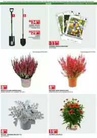 Merkury Market gazetka Strona 24: WRZOSIEC ERICA GRACILIS ROT €8,99, WRZOS CALLUNA GARDEN GIRLS €8,49