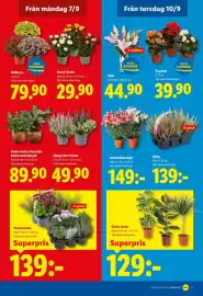 Lidl reklamblad vecka 37 Sida 22: Utomhusmix €139,00, Gröna växter €129,00