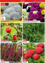 Baumax leták Strana 57: Hebe K10* €39,00, Fragaria €99,00
