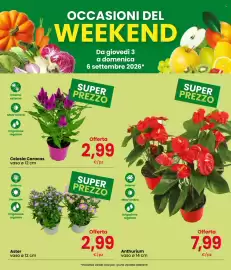 Volantino Despar | Fresche Occasioni Pagina 3: Aster €2,99, Celosia Caracas €2,99