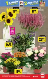Polomarket gazetka tydzień 36 Strona 17: Wrzos €8,99, Kalanchoe €9,99