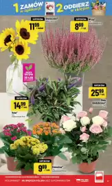 Polomarket gazetka tydzień 36 Strona 17: Wrzos €8,99, Kalanchoe €9,99