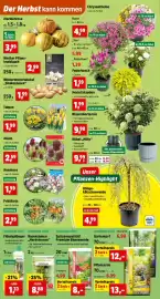 Thomas Philipps Prospekt woche 36 Seite 2: Alium €2,59, GRÜNER JAN Rasensamen „Herbstrasen“ €8,88