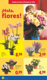 Catálogo Lidl semana 37 Página 50: Rosal €4,99, Mini Kalanchoe €0,99