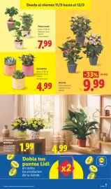 Catálogo Lidl semana 37 Página 51: Suculentas €4,99, Anturio €9,99