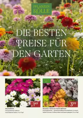 Pflanzen Kölle (gültig bis 30-09)