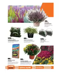 OBI leták Strana 7: Listopadka zahradní €129,00, Dívenka (Muhlenbeckia) €69,00