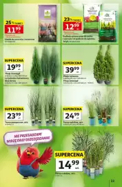 Auchan gazetka tydzień 36 Strona 13: Trawy ozdobne, mix €24,99, Thuja Smaragd lub jałowiec kolumnowy Blue Arrow €19,99
