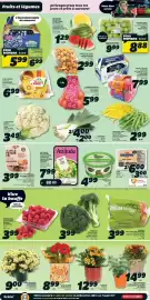 IGA flyer week 36 Page 6: Zespri golden kiwi €6,99, Chrysanthème d'automne €9,00