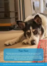Pets Domain catalogue Page 4