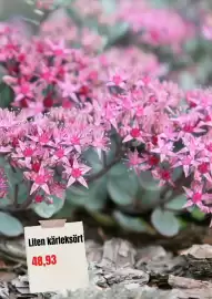 Plantagen annonsblad Sida 4
