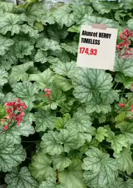Plantagen annonsblad Sida 5