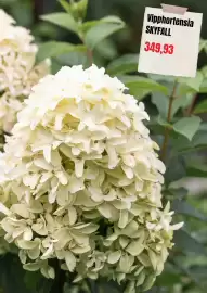 Plantagen annonsblad Sida 6