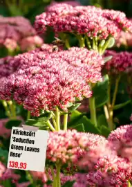 Plantagen annonsblad Sida 7