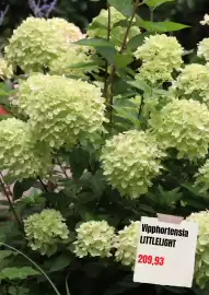 Plantagen annonsblad Sida 8