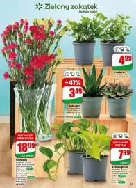 Dino gazetka tydzień 36 Strona 53: Goździki €18,99, Hedera €4,99