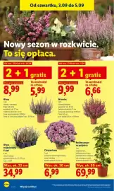 Lidl gazetka Strona 90: Wrzos trójkolorowy 6-pak €34,99, Chryzantema €6,99