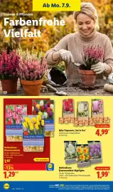 Lidl Prospekt woche 37 Seite 26