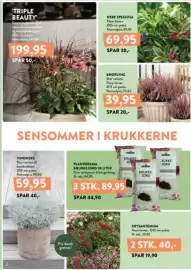 Plantorama tilbudsavis Side 2: KNOPLYNG €39,95, TRIPLE BEAUTY €199,95