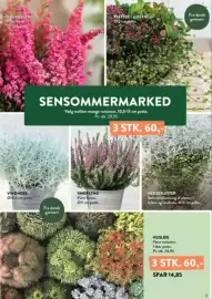 Plantorama tilbudsavis Side 3: Vindheks €29,95, Knoplyng €29,95