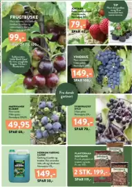Plantorama tilbudsavis Side 7: Amerikansk blåbær €49,95, Storfrugtet hyld €149,00