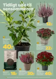 Netto tilbudsavis uge 36 Side 27: Calluna lyng trio €30,00, Lyng €12,00