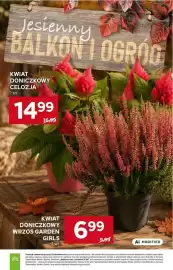 Stokrotka gazetka tydzień 36 Strona 56: KWIA DONICZKOWY CELOZJA €14,99