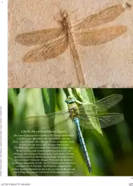 Dm Flugblatt Seite 97