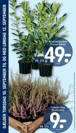 REMA 1000 tilbudsavis uge 37 Side 30: Kirsebærlaurbær Prunus Novita €49,00, Calluna lyng 10 cm potte €9,00