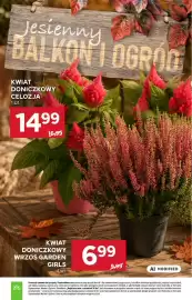 Stokrotka gazetka tydzień 36 Strona 15