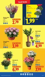 Catalogue Lidl | Du 10/09 au 16/09 Les promos de la semaine page 49: Chrysanthèmes en coupe €3,99, Veronique mix €6,99