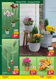 Netto Marken-Discount Prospekt Seite 17