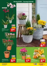 Netto Marken-Discount Prospekt Seite 17