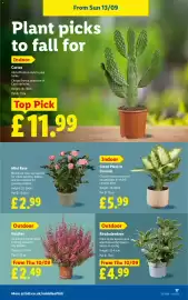 Lidl leaflet week 37 Page 19: Heather €2,49, Rhododendron €4,99