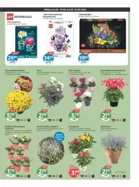 V Markt Prospekt woche 37 Seite 15